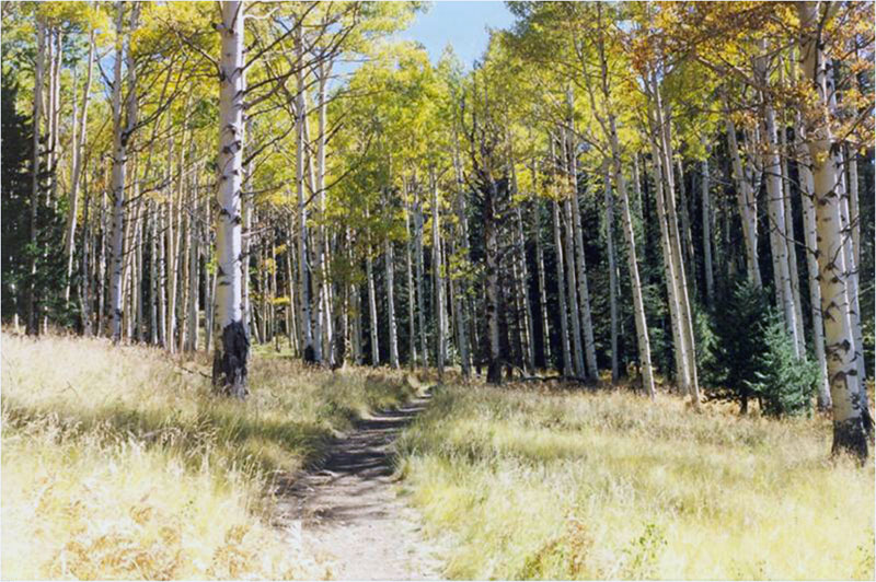 Kachina Trail